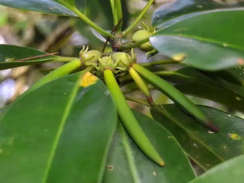 Foto dokumenter Bruguiera cylindrica