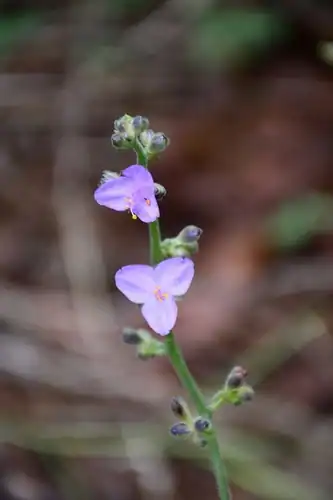 Foto dokumenter Thyrsanthemum floribundum