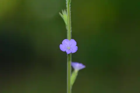 Foto dokumenter Buchnera hispida