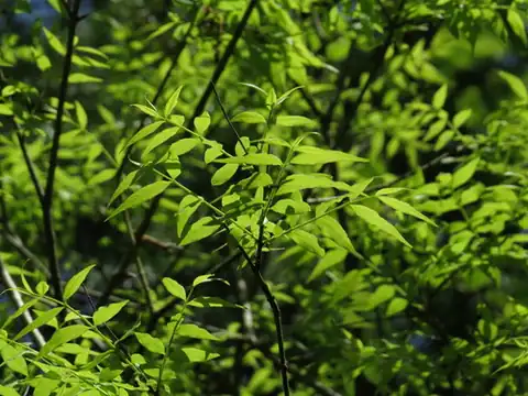 Foto dokumenter Buckleya distichophylla