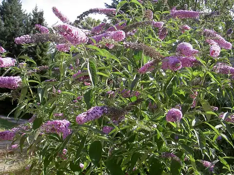 Foto dokumenter Buddleja davidii