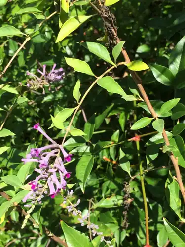 Foto dokumenter Buddleja lindleyana