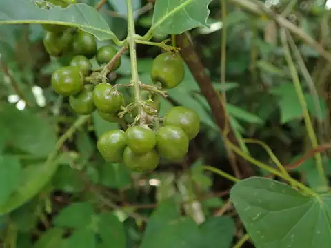 Foto dokumenter Bunchosia glandulosa