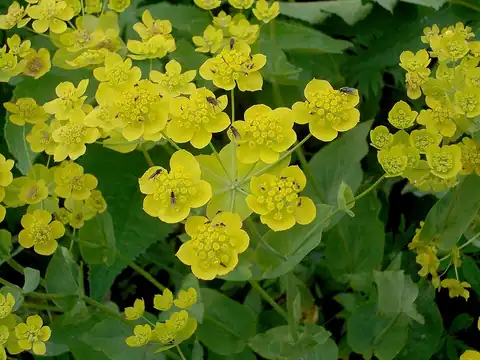Foto dokumenter Bupleurum aureum