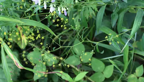 Foto dokumenter Bupleurum komarovianum