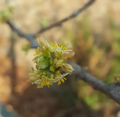 Foto dokumenter Bursera ariensis