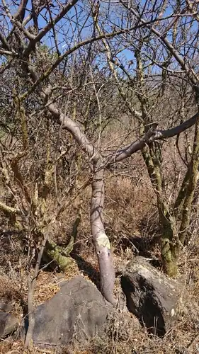 Foto dokumenter Bursera cuneata