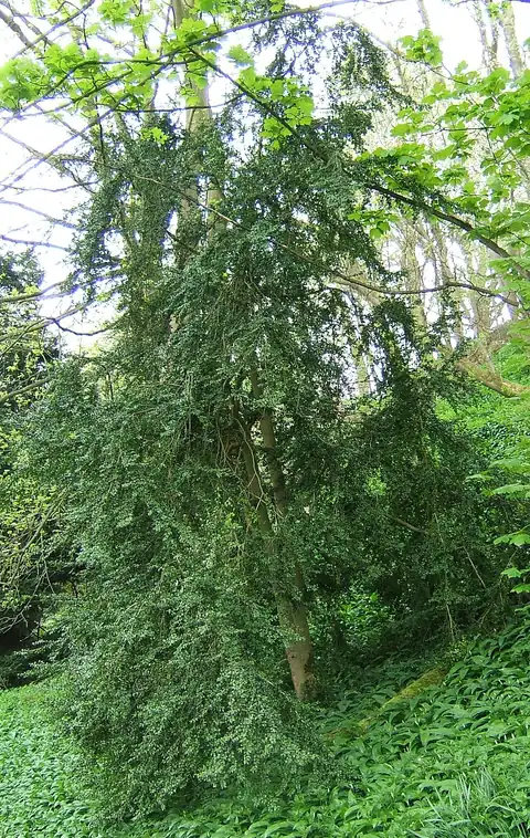 Foto dokumenter Buxus sempervirens