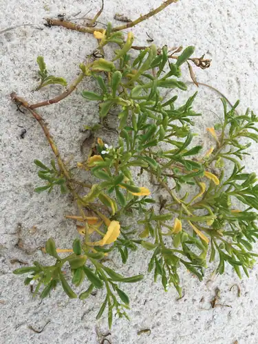 Foto dokumenter Cakile constricta