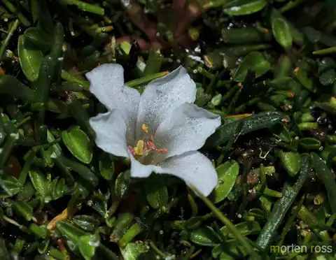 Foto dokumenter Calandrinia acaulis