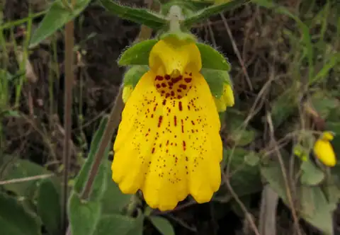 Foto dokumenter Calceolaria crenatiflora
