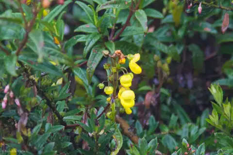 Foto dokumenter Calceolaria microbefaria