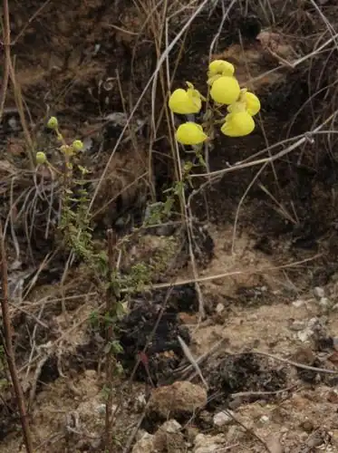 Foto dokumenter Calceolaria myriophylla