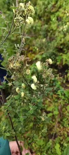 Foto dokumenter Calceolaria virgata
