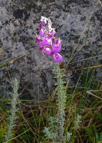 Foto dokumenter Calceolaria weberbaueriana