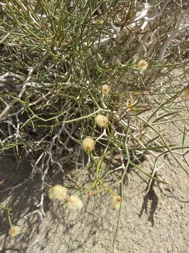 Foto dokumenter Calligonum mongolicum