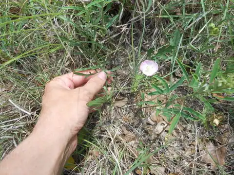 Foto dokumenter Callirhoe alcaeoides