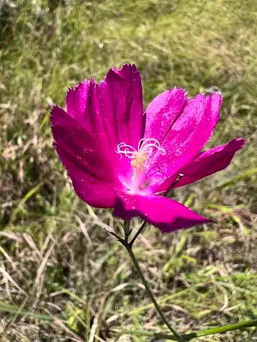 Foto dokumenter Callirhoe digitata