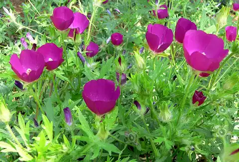 Foto dokumenter Callirhoe involucrata