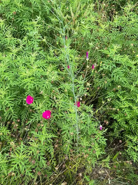 Foto dokumenter Callirhoe leiocarpa