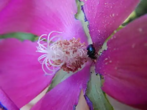 Foto dokumenter Callirhoe papaver