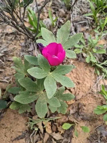Foto dokumenter Callirhoe scabriuscula