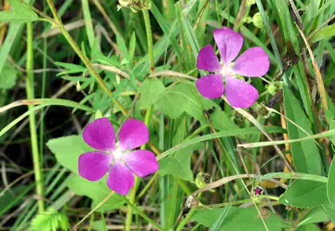 Foto dokumenter Callirhoe triangulata