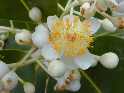Foto dokumenter Calophyllum inophyllum