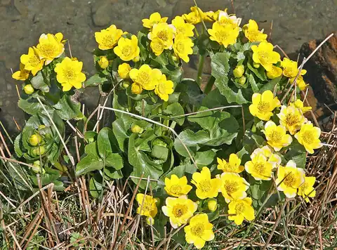 Foto dokumenter Caltha palustris