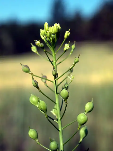 Foto dokumenter Camelina microcarpa