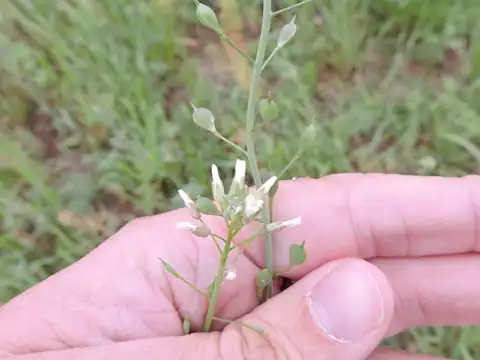 Foto dokumenter Camelina rumelica