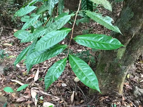 Foto dokumenter Camellia furfuracea