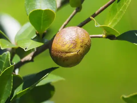Foto dokumenter Camellia oleifera