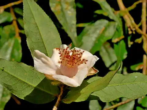 Foto dokumenter Camellia salicifolia
