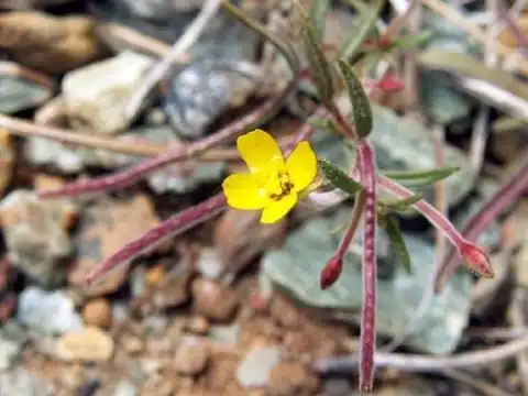 Foto dokumenter Camissonia benitensis