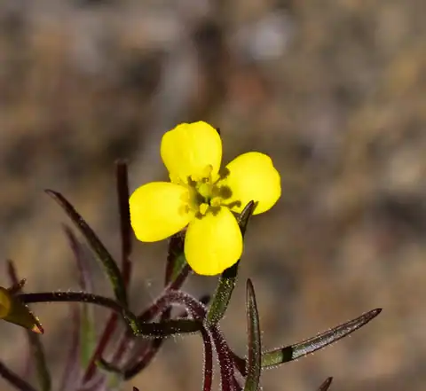 Foto dokumenter Camissonia dentata