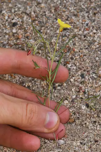 Foto dokumenter Camissonia integrifolia
