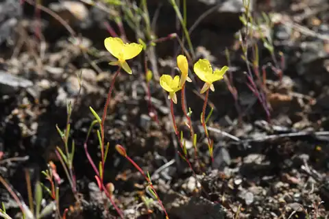 Foto dokumenter Camissonia lacustris