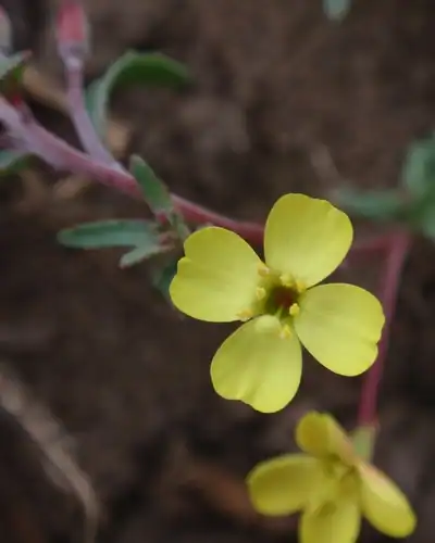 Foto dokumenter Camissonia strigulosa
