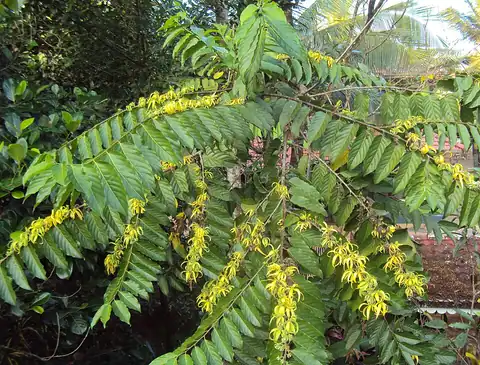 Foto dokumenter Cananga odorata