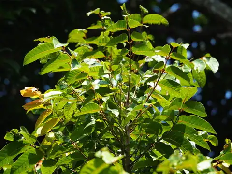 Foto dokumenter Canarium album