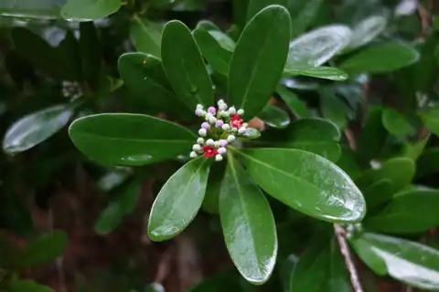 Foto dokumenter Canella winterana