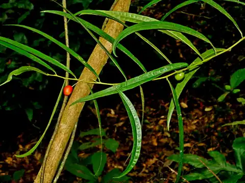 Foto dokumenter Capparis acutifolia