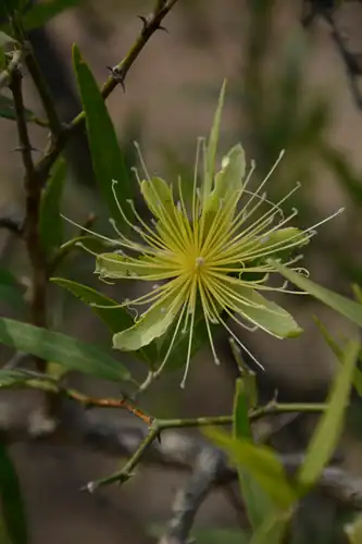 Foto dokumenter Capparis divaricata