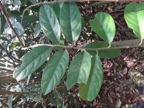 Foto dokumenter Capparis formosana