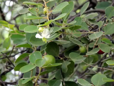 Foto dokumenter Capparis grandis