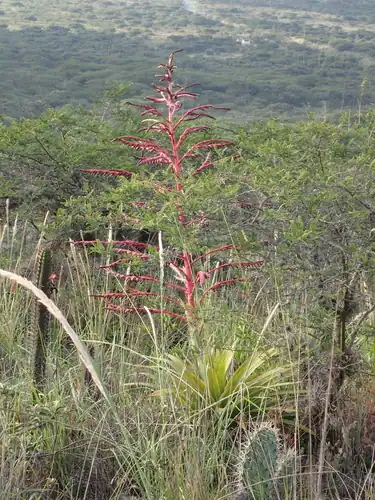 Foto dokumenter Tillandsia secunda