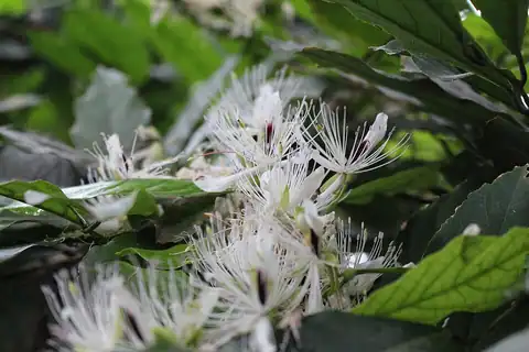 Foto dokumenter Capparis micracantha
