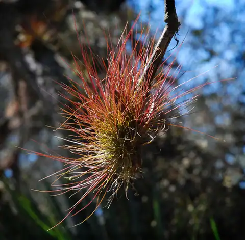 Foto dokumenter Tillandsia setacea