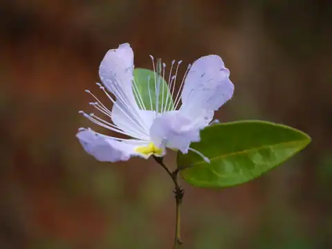 Foto dokumenter Capparis rheedei